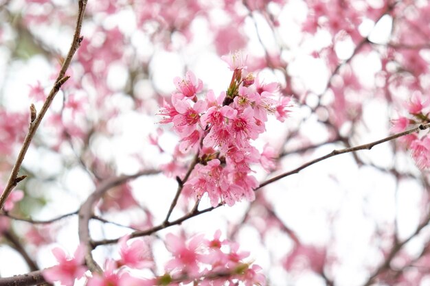 Foto vista de bajo ángulo de la flor de cerezo rosa