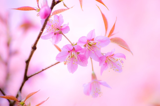 Vista de bajo ángulo de la flor de cerezo rosa