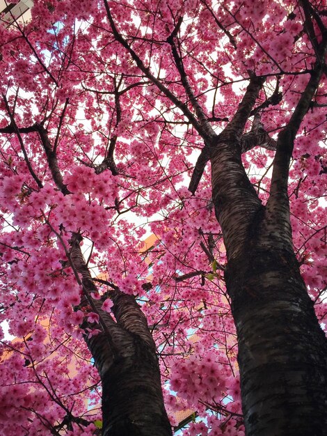 Foto vista en bajo ángulo de la flor de cerezo