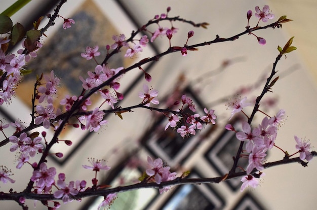 Foto vista en bajo ángulo de la flor de cerezo