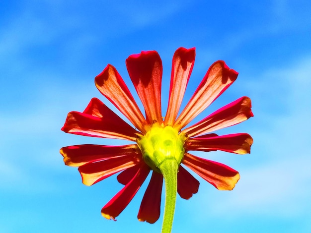 Foto vista de ángulo bajo de la flor roja contra el cielo azul