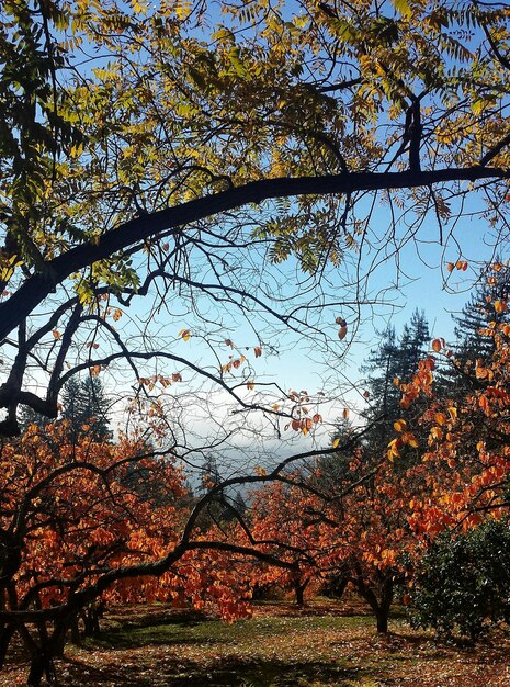 Foto vista en bajo ángulo de las flores en el árbol durante el otoño