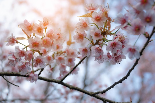 Vista de ángulo bajo de las flores de cerezo en el árbol