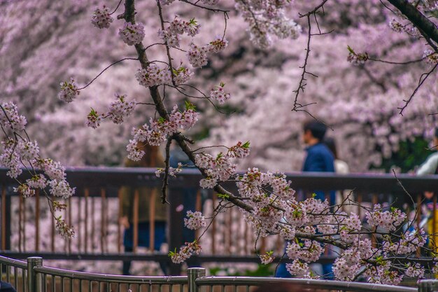 Foto vista de ángulo bajo de las flores de cerezo contra los árboles