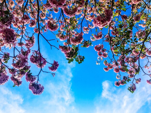 Foto vista de ángulo bajo de las flores de cerezo contra el cielo