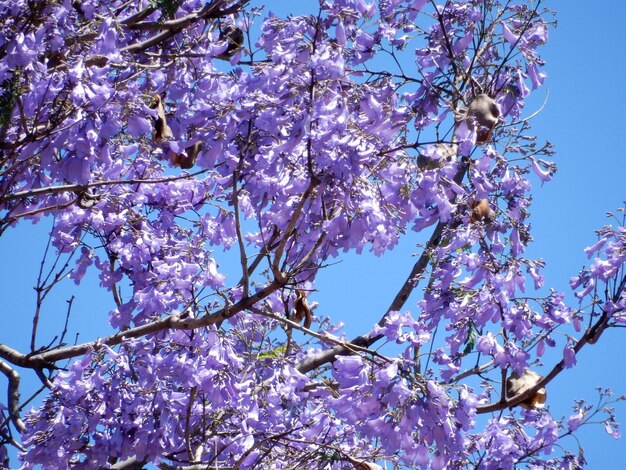 Foto vista de bajo ángulo de las flores de cerezo contra el cielo