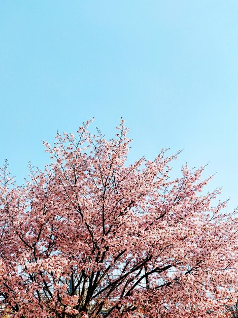 Vista de ángulo bajo de flores de cerezo contra el cielo