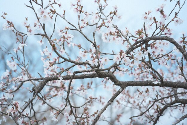 Foto vista de ángulo bajo de las flores de cerezo contra el cielo