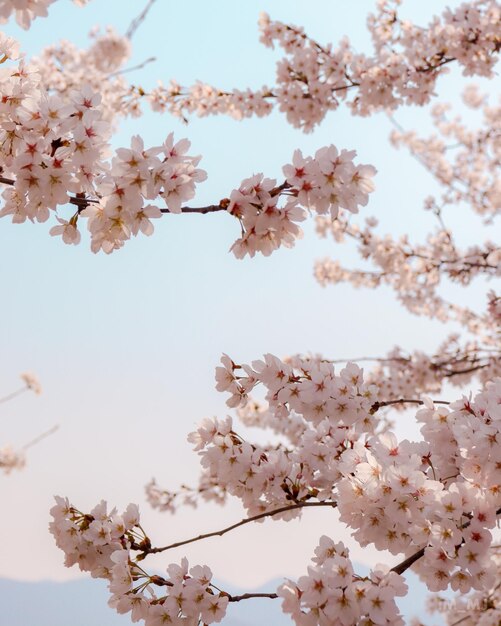 Foto vista de ángulo bajo de las flores de cerezo contra el cielo