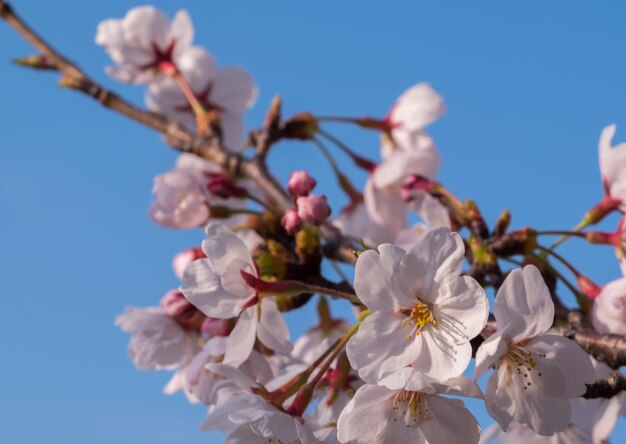 Foto vista de ángulo bajo de las flores de cerezo contra el cielo