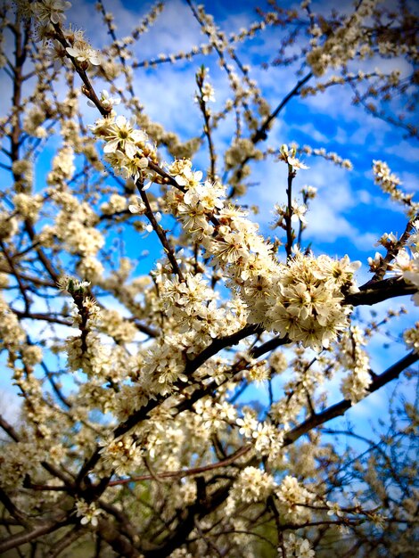 Foto vista de ángulo bajo de las flores de cerezo contra el cielo