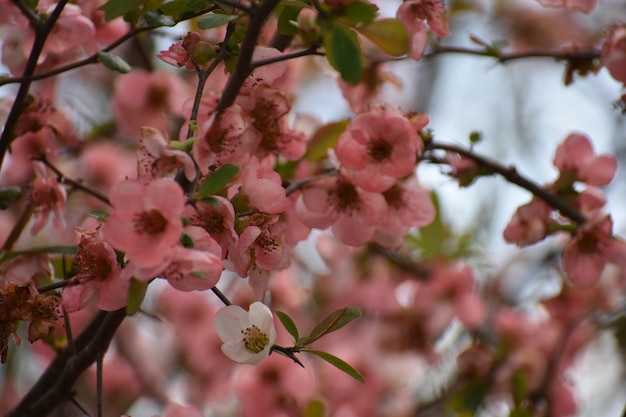 Vista desde un ángulo bajo de las flores de cerezo en primavera