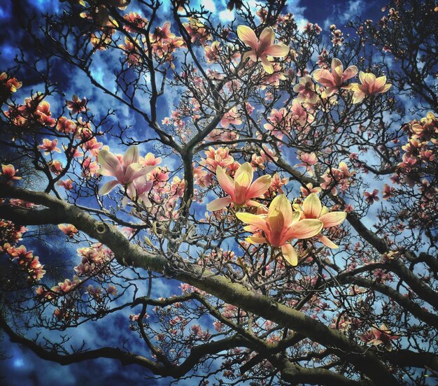 Foto vista de bajo ángulo de las flores de cerezo en primavera