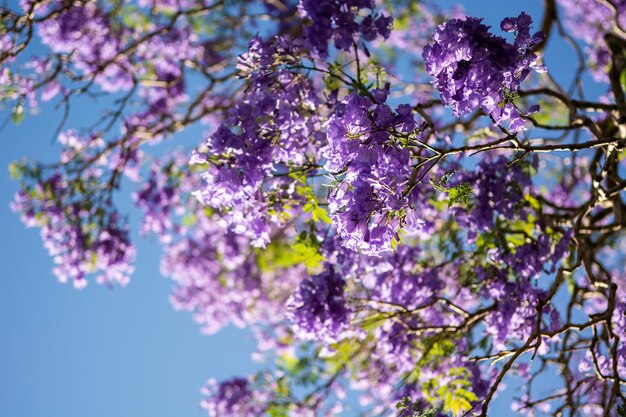 Foto vista desde un ángulo bajo de las flores de cerezo en primavera