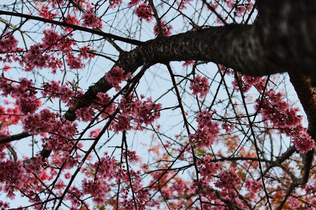 Foto vista de bajo ángulo de las flores de cerezo en primavera