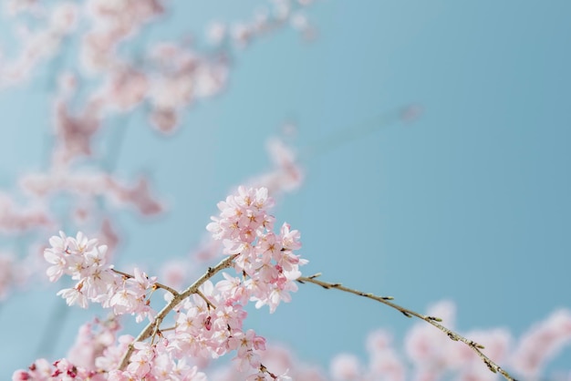 Vista de ángulo bajo de flores de cerezo en primavera