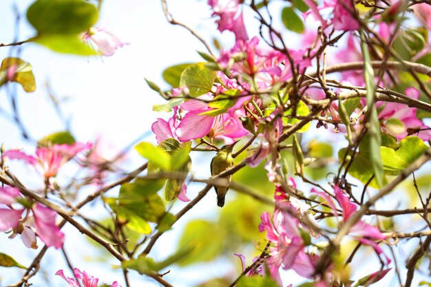 Foto vista desde un ángulo bajo de las flores de cerezo en primavera