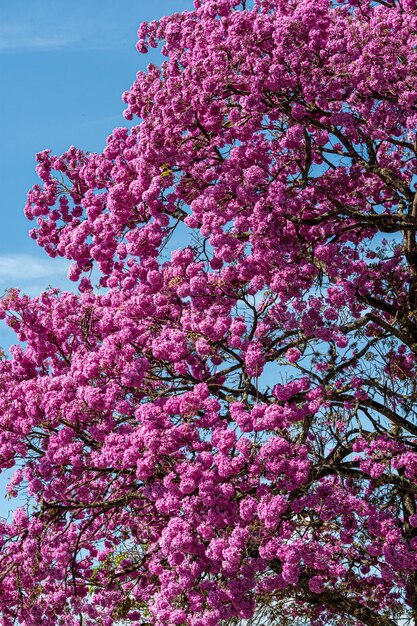 Vista de bajo ángulo de las flores de cerezo rosadas en primavera