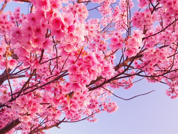 Foto vista de bajo ángulo de las flores de cerezo rosadas en primavera