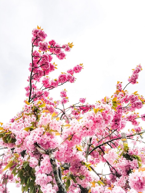 Foto vista de ángulo bajo de las flores de cerezo rosas contra el cielo