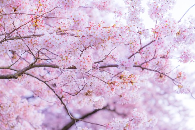 Foto vista de ángulo bajo de las flores de cerezo rosas en primavera