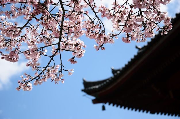 Vista de ángulo bajo de las flores de cerezo y el techo contra el cielo