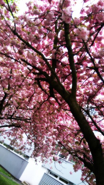 Foto vista en bajo ángulo de las flores de cerezo