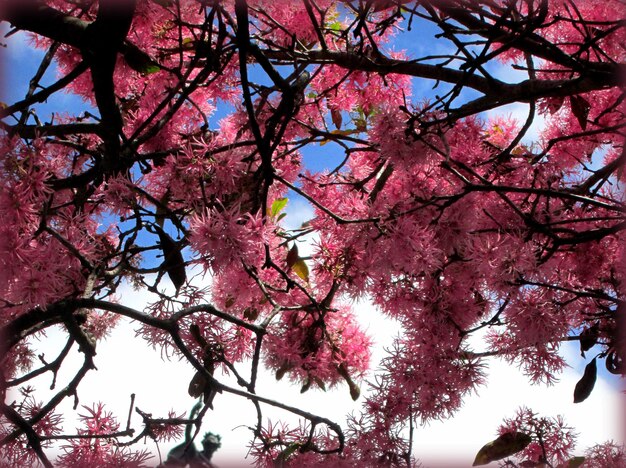 Foto vista en bajo ángulo de las flores de cerezo