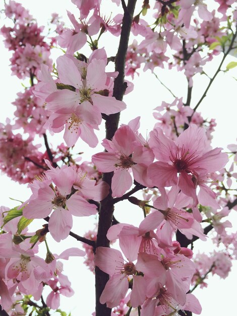 Foto vista en bajo ángulo de las flores de cerezo