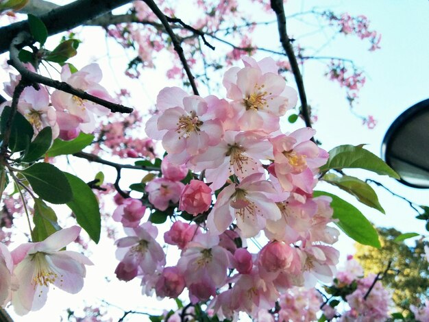 Foto vista en bajo ángulo de las flores de cerezo