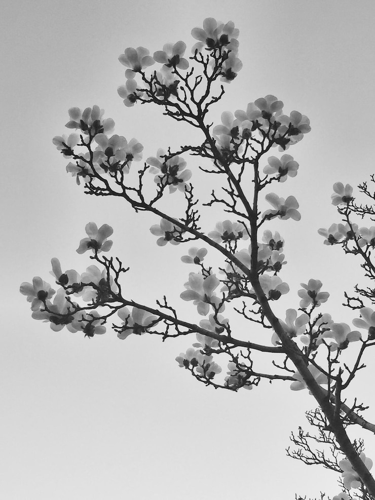 Foto vista desde un ángulo bajo de las flores de magnolia en primavera