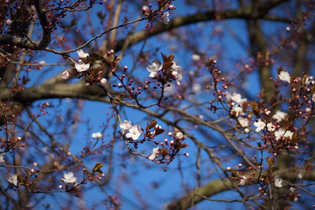 Foto vista de ángulo bajo de las flores de manzana en primavera