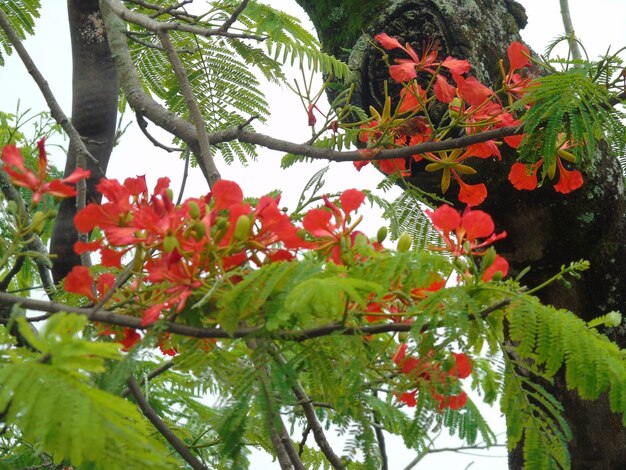 Vista en bajo ángulo de las flores rojas en el árbol