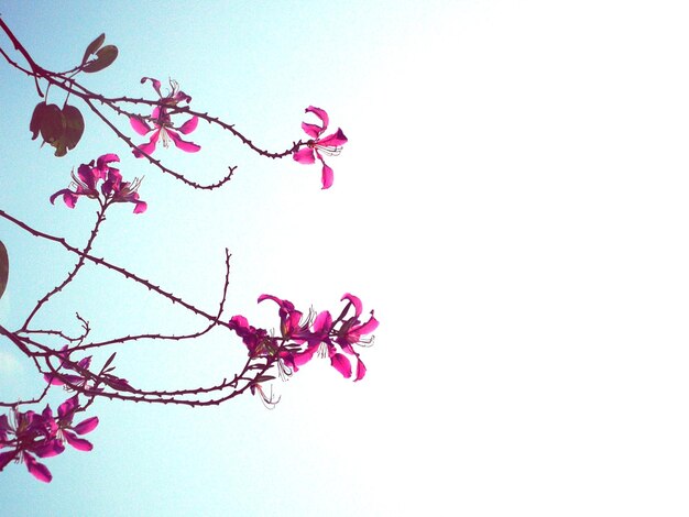 Foto vista de ángulo bajo de flores rosadas contra un cielo despejado