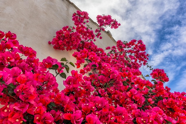 Foto vista de ángulo bajo de flores rosadas floreciendo contra el cielo