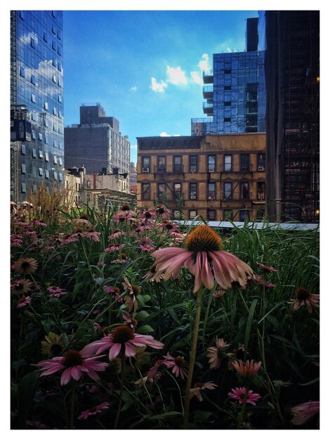 Foto vista de ángulo bajo de flores rosadas en el parque.