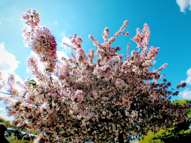 Vista de ángulo bajo de flores rosadas que florecen en el árbol