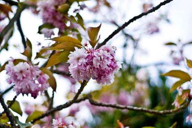 Foto vista en bajo ángulo de las flores rosadas que florecen en el árbol