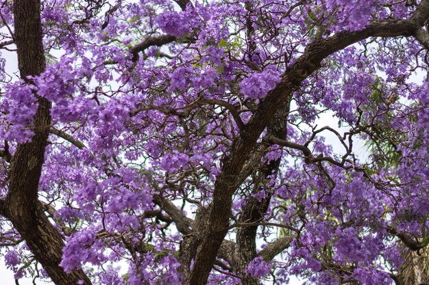 Foto vista en bajo ángulo de las flores rosadas que florecen en el árbol