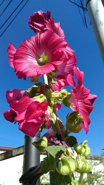 Foto vista en bajo ángulo de las flores rosadas