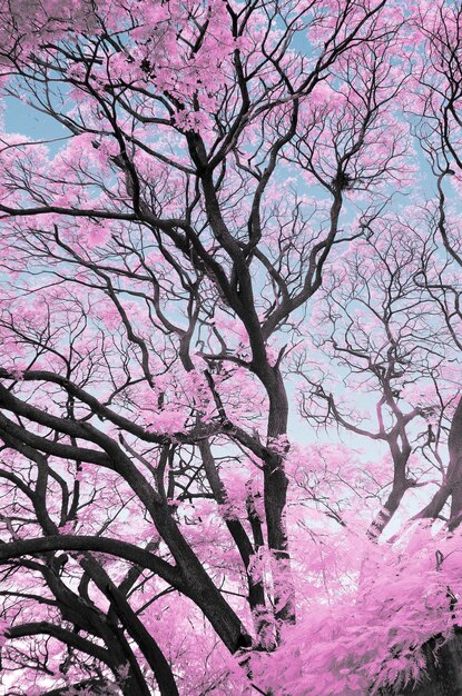 Foto vista en bajo ángulo de las flores rosas en el árbol
