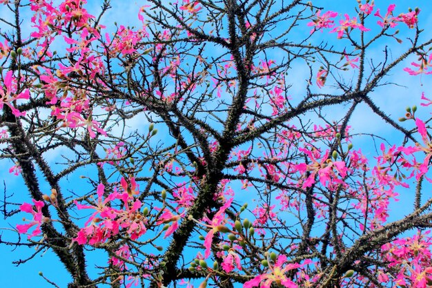 Foto vista en bajo ángulo de las flores rosas en el árbol