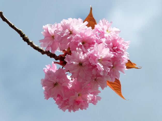 Vista de ángulo bajo de flores rosas contra el cielo