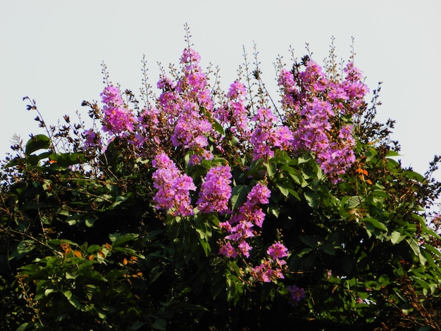 Foto vista en bajo ángulo de las flores rosas