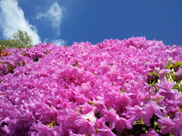 Vista en bajo ángulo de las flores rosas