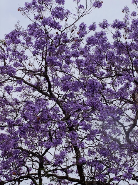 Foto vista en bajo ángulo de las flores rosas