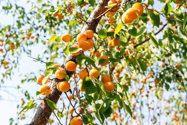 Foto vista en bajo ángulo de las frutas en el árbol