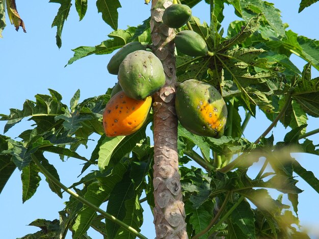 Foto vista en bajo ángulo de las frutas en el árbol