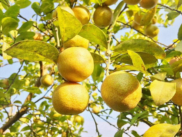 Vista en bajo ángulo de las frutas en el árbol