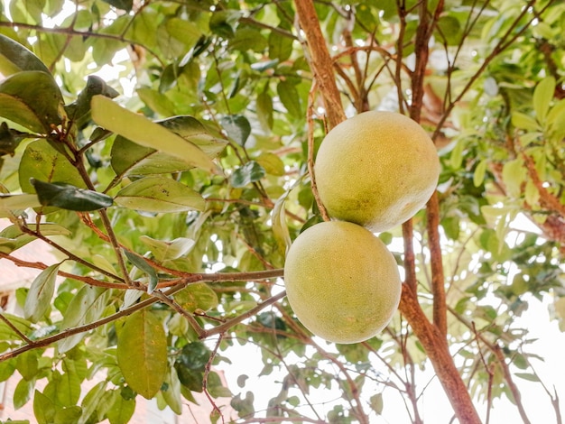 Foto vista en bajo ángulo de las frutas en el árbol